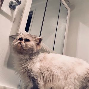 Meet your Posher, Deema